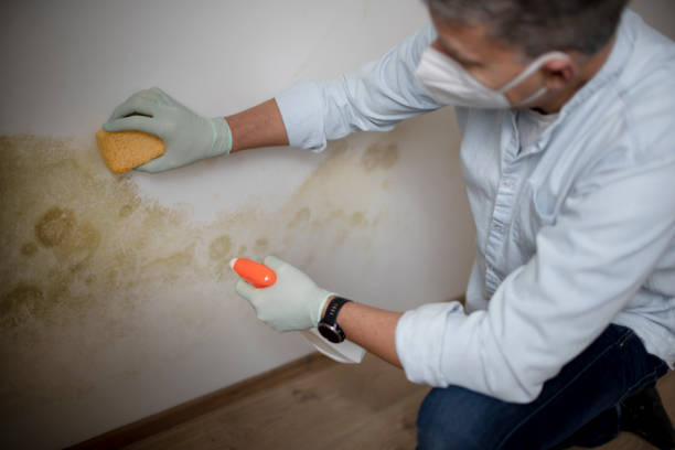 Best Residential Mold Remediation in Pine Ridge At Crestwood, NJ