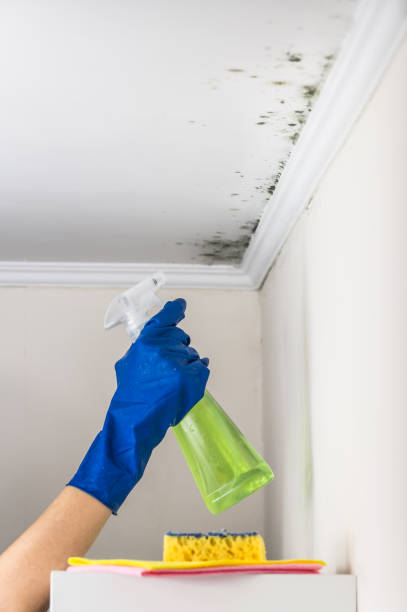 Best DIY Mold Remediation Support Services in Pine Ridge At Crestwood, NJ