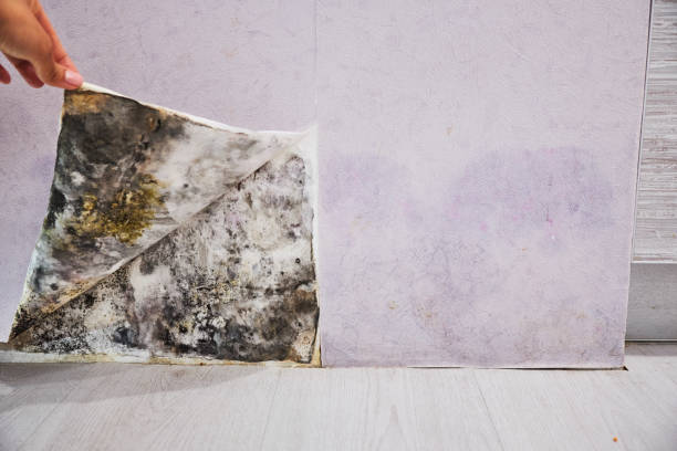  Pine Ridge At Crestwood, NJ Mold Removal Pros
